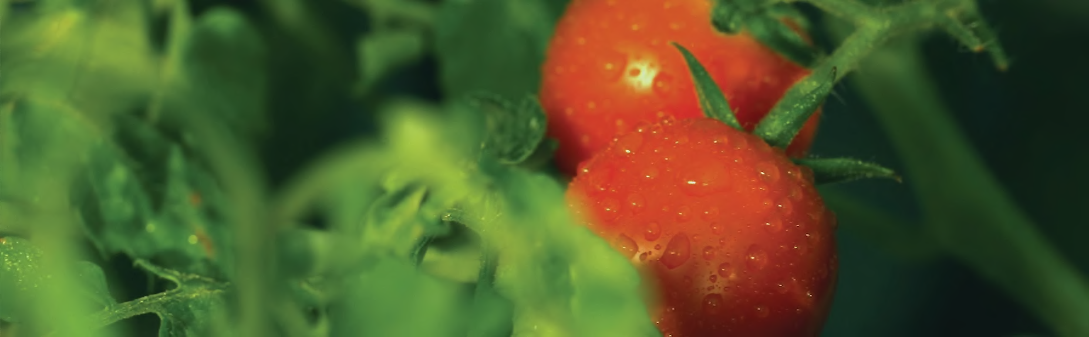 Fresh Italian tomatoes